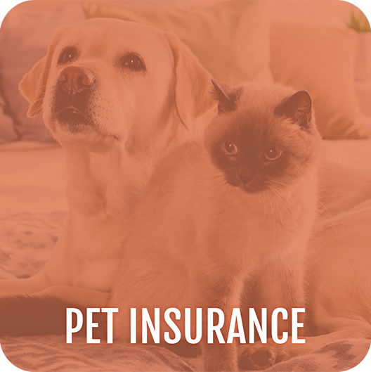 Photo button: Pet Insurance