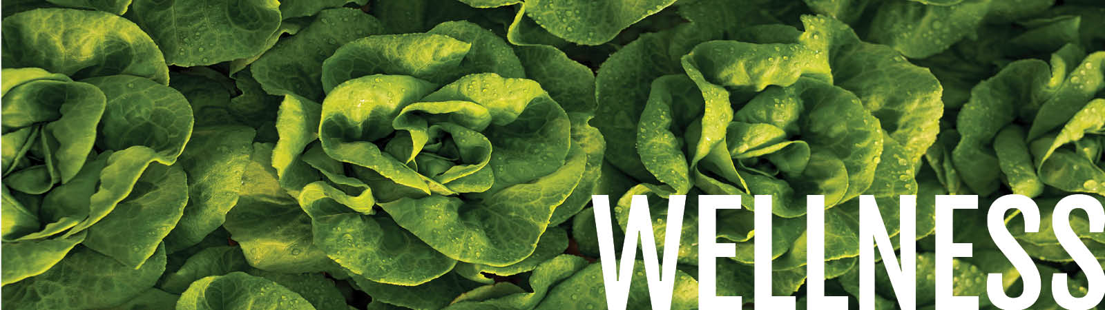 Wellness page header with picture of vibrant green lettuce
